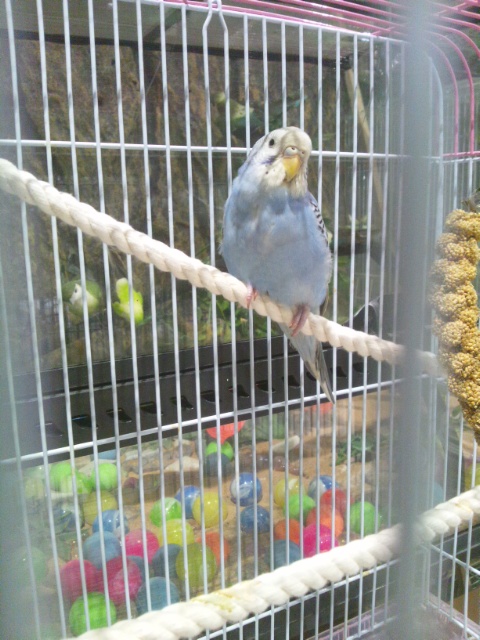 クリックで画像を表示